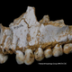 Image: Paleoanthropology Group MNCN-CSIC